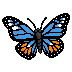 butterfly
